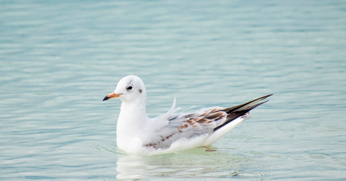 What is the cheapest way to replace an old shower?